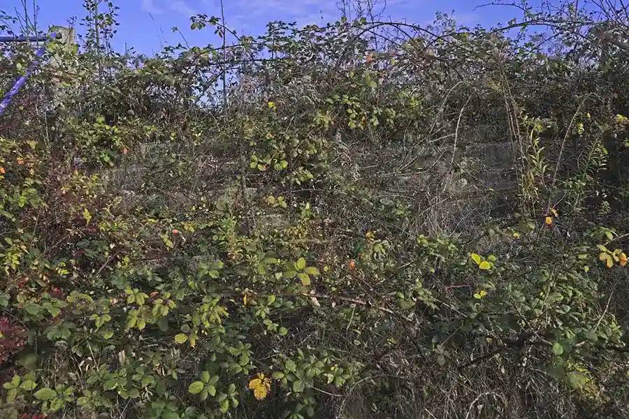 How To Remove Bush Roots Montgomery, AL How To Remove Bush Roots Montgomery, AL